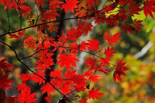 闲鹭栖常早，秋花落更迟。