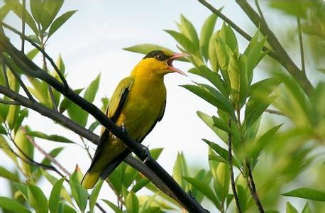 二月黄鹂飞上林，春城紫禁晓阴阳。