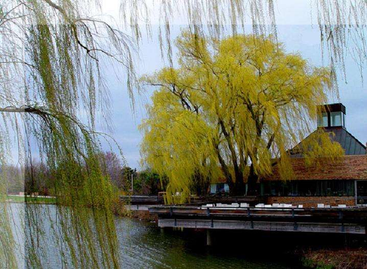 龙池柳色雨中深。