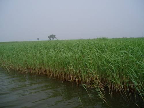 孙犁《采蒲台的苇》